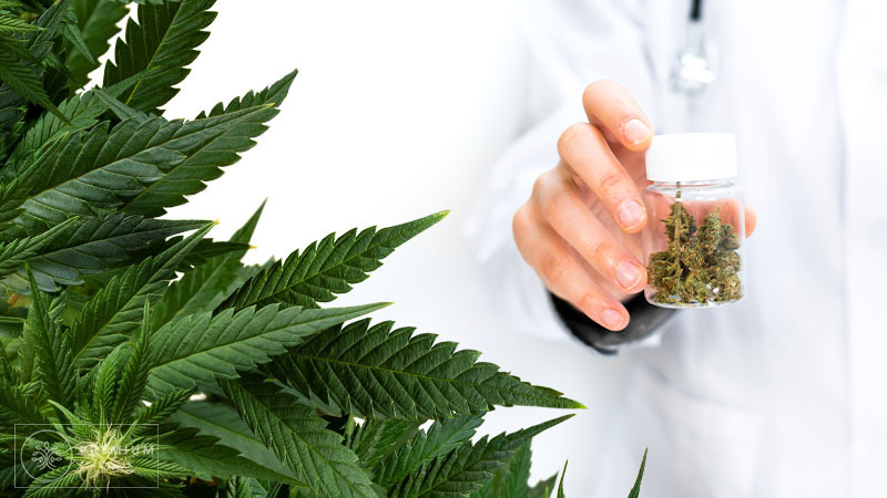 How Long Does Medical Cannabis Stay in the Body?