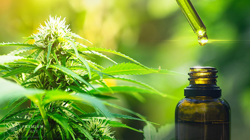 pj au-article-what is cannabis oil